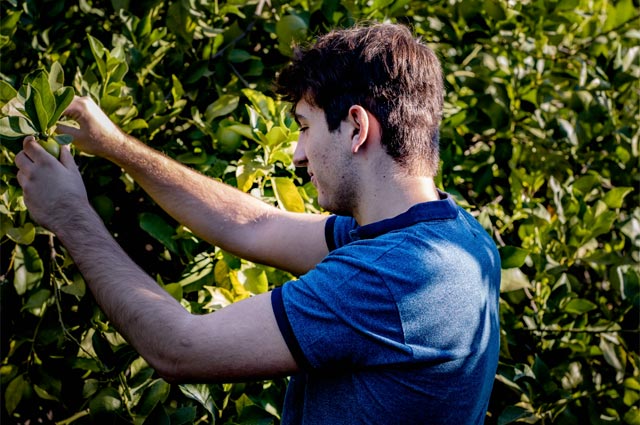 Team Fruit, cultivo y distribución de cítricos ecológicos